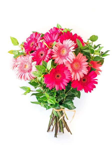 Mixed Gerbera Bunch