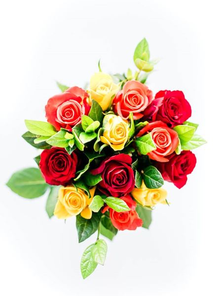 Mixed Roses