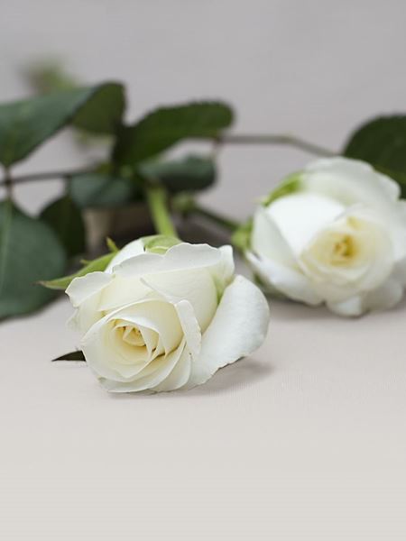 Single Rose Stem
